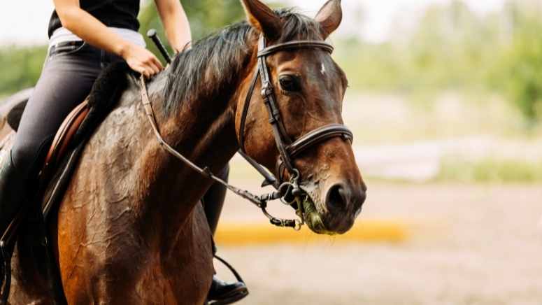 Go horseback riding