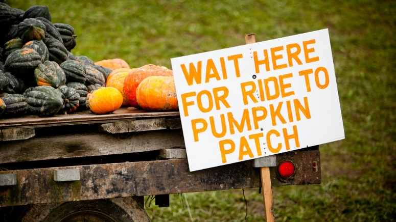 Go on a pumpkin patch