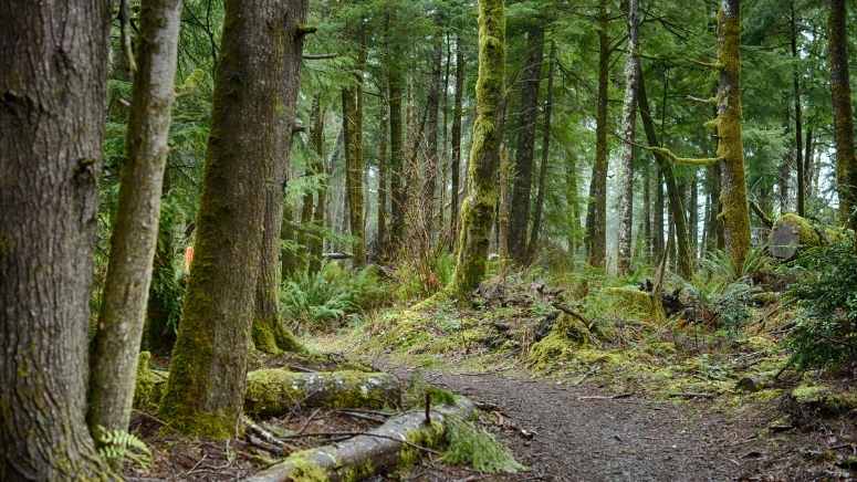 Take a hike through the woods